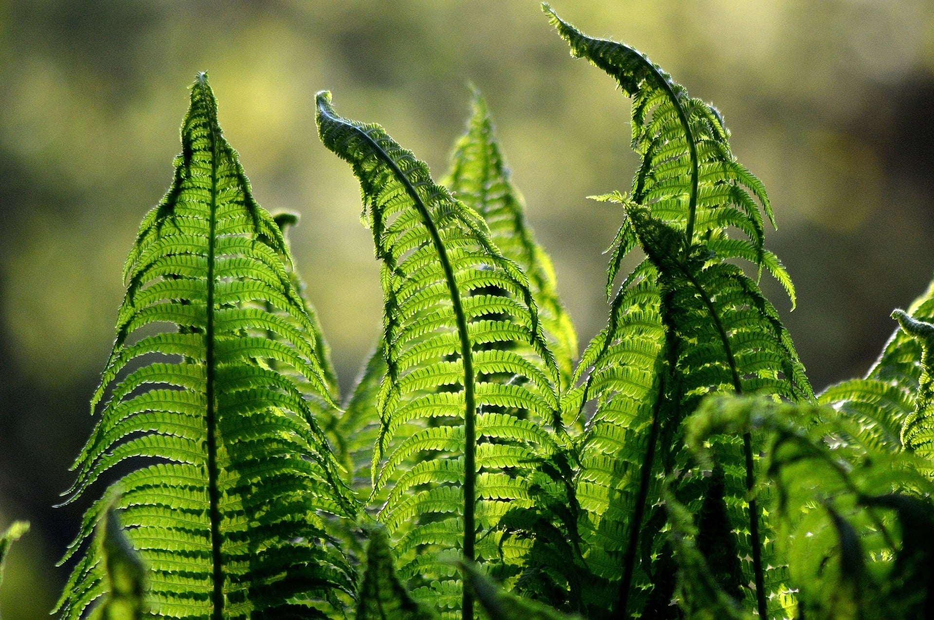 fern-1379020_1920