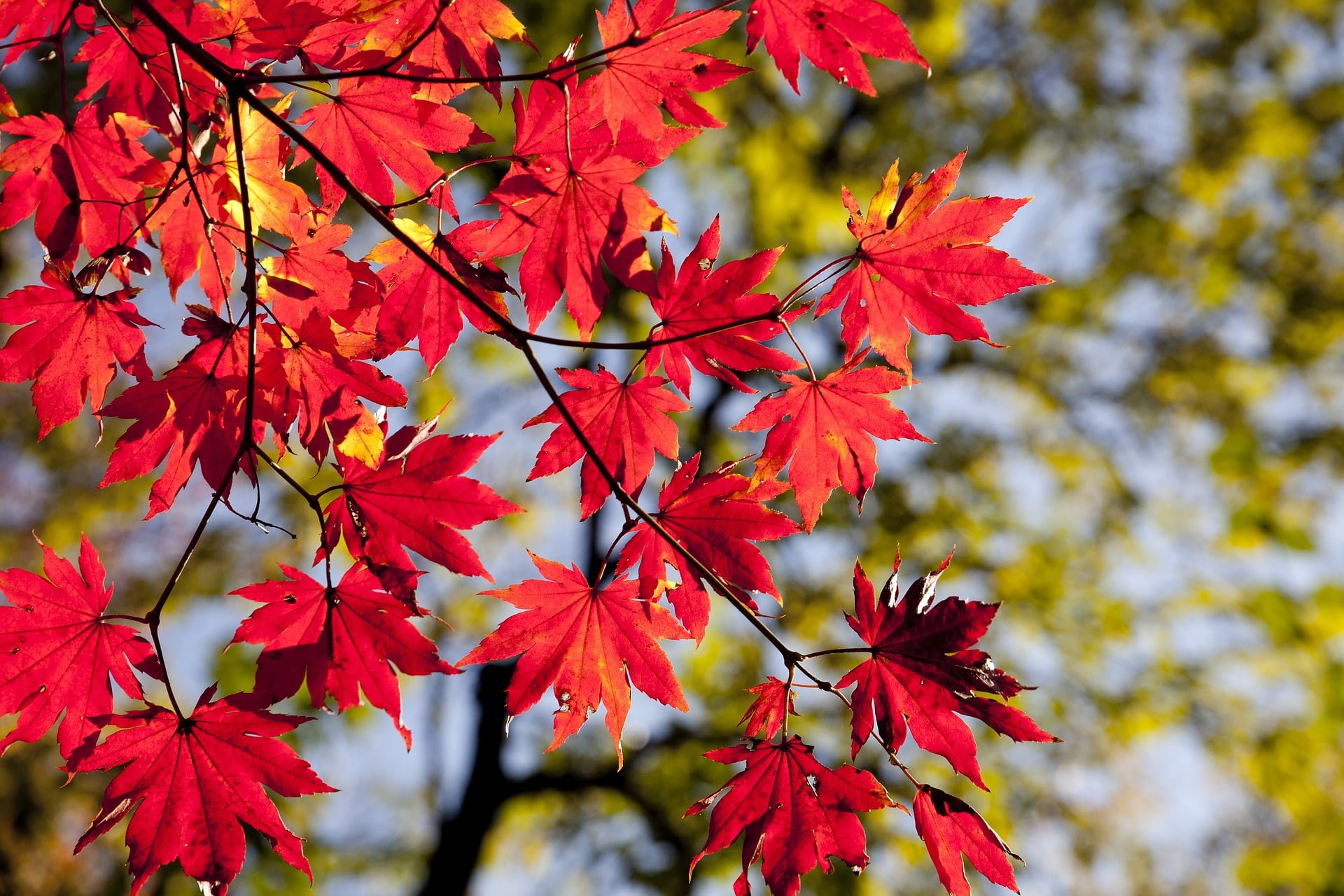 autumn-leaves-2789234_1920